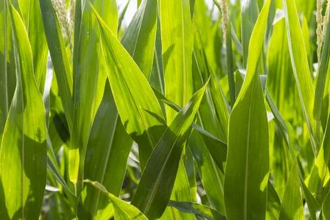Corn Plants in Summer Foto stock