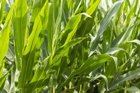 Corn Plants in Summer Foto stock