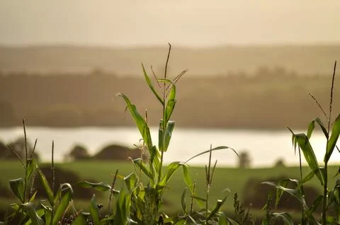 Corn plants with sunset light Stock Photos