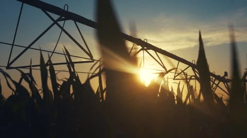 The corn plants sway in the corn field under the irrigation system as the sun Stock Footage 318494613