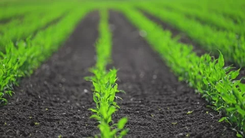 Corn plants sway in harmony, lush green and growing strong. Stock Footage 307618188