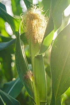 Corn plants thrive in the field, corn farmer Stock Photos