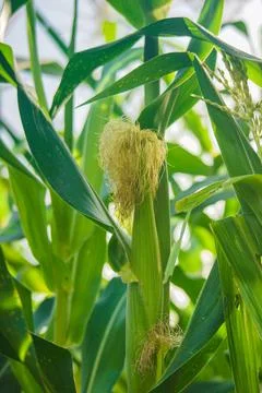 Corn plants thrive in the field, corn farmer Stock Photos