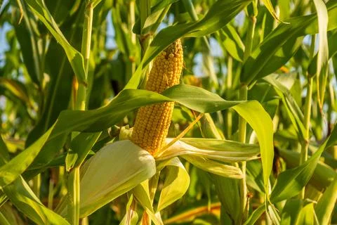 Corn plants thrive in the field, showcasing ripe ears ready for harvest und.. Stock Photos