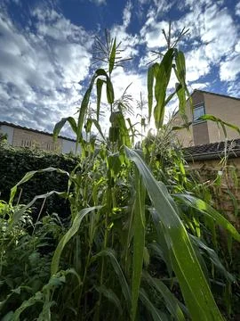 Corn plants tower over residential campus courtyard, tall green stalks and Stock Photos