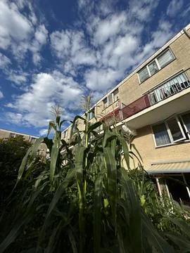 Corn plants tower over residential campus courtyard, tall green stalks and Stock Photos