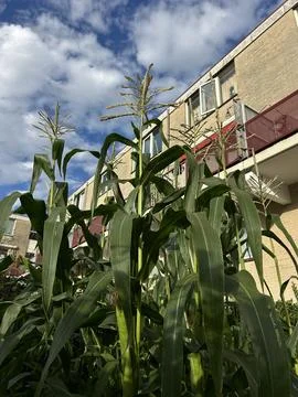Corn plants tower over residential campus courtyard, tall green stalks and Stock Photos