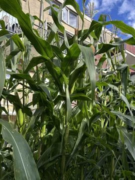 Corn plants tower over residential campus courtyard, tall green stalks and Stock Photos