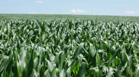 Corn plants waving on wind Stock Footage 35942881