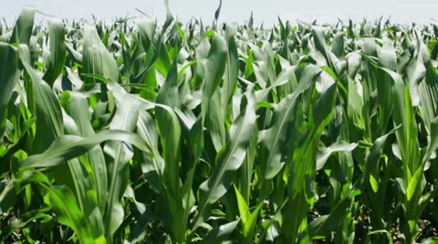 Corn plants waving on wind - left pan Stock Footage 35942781