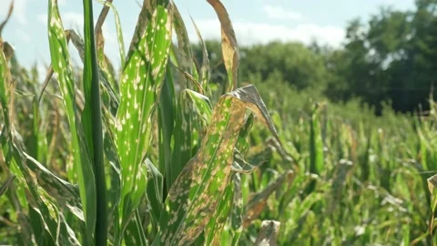 Corn plants wilting and dead after wrong applying herbicide in cornfield Stock Footage 201270888