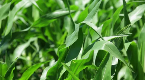 Corn plants on wind; close up  Stock Footage 35942288