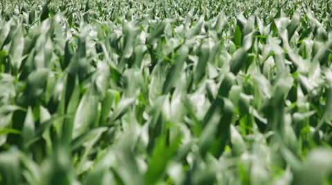 Corn plants on wind Stock Footage 35942096