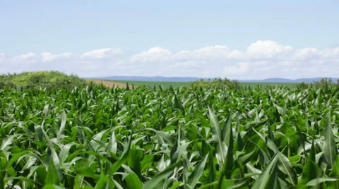 Corn plants on wind on sunny day Stock Footage 35942615