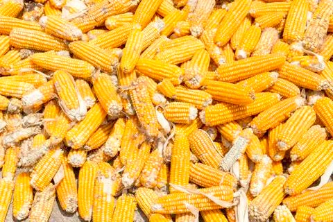 Corn plants,Corn mill, Corn and Grain Handling or Harvesting Terminal. Stock Photos
