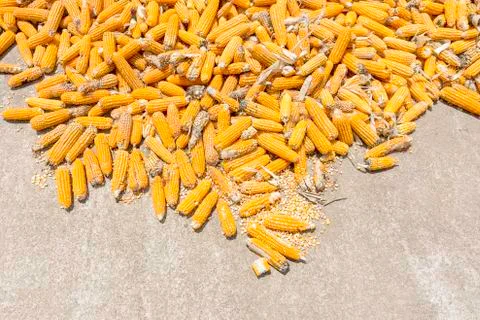 Corn plants,Corn mill, Corn and Grain Handling or Harvesting Terminal. Stock Photos