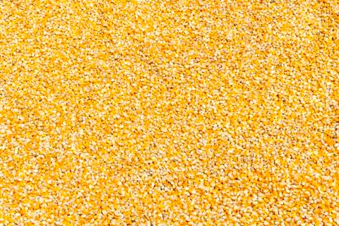 Corn plants,Corn mill, Corn and Grain Handling or Harvesting Terminal. Stock Photos
