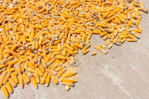 Corn plants,Corn mill, Corn and Grain Handling or Harvesting Terminal Stock Photos