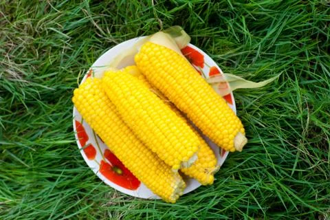 Corn on the plate outdoors Stock Photos