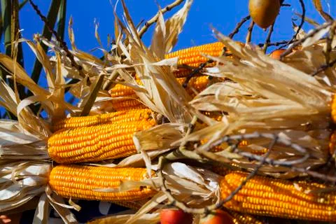 Corn pods on dried plants Stock Photos