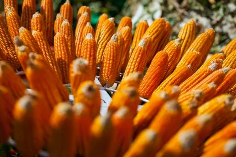 Corn pods on dried plants Stock Photos