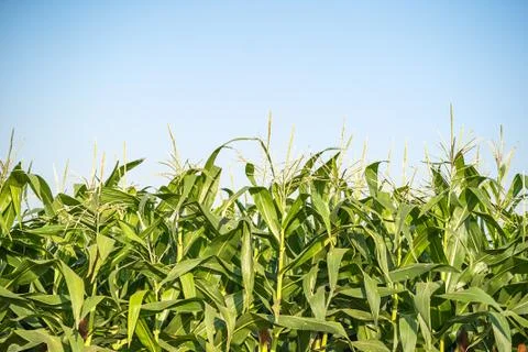 Corn pollen in the cornfield Stock Photos
