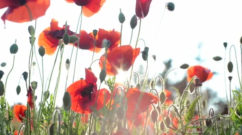 Corn poppies Stock Footage 46017265