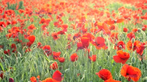 Corn poppies Stock Footage 46017575