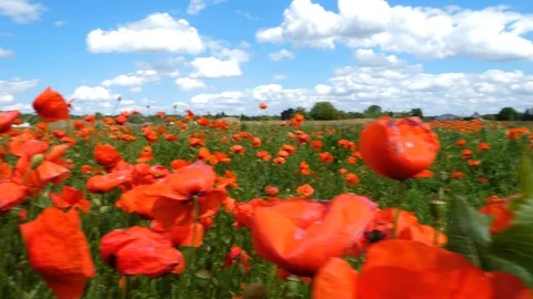 Corn poppies on a meadow Видео 109600796