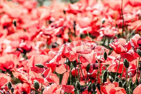 Corn poppies (papaver rhoeas) in a field. Stock Photos