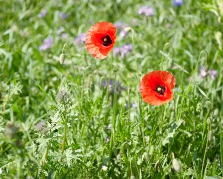 Corn poppies Stock Photos