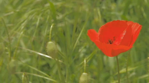 Corn poppy bubbles Stock Footage 847806