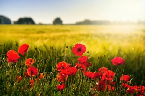 Corn poppy with cereal field in the back light Stock Photos