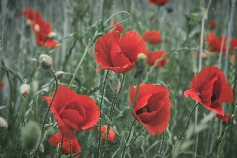 Corn poppy in a cornfield with red petals. Red splashes of color in green s.. Stock Photos