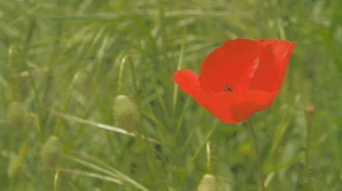 Corn poppy Stock Footage 848389