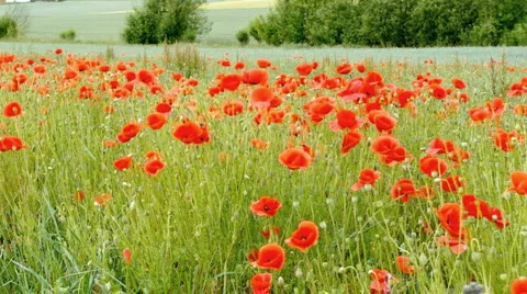 Corn poppy Stock Footage 6697120