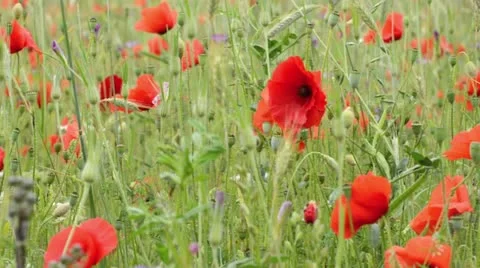 Corn poppy (Papaver rhoeas) Stock Footage 14829232