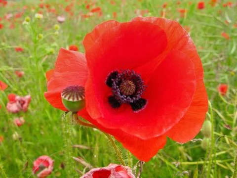 Corn poppy Foto stock