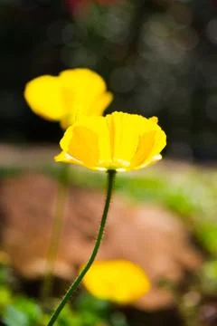 Corn poppy Stock Photos