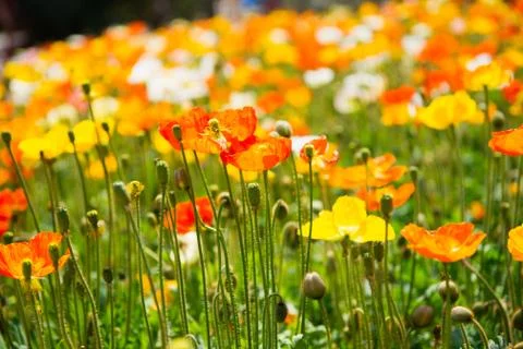 Corn poppy Stock Photos