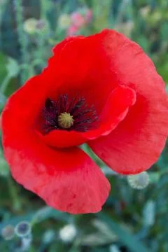 Corn Poppy Foto stock