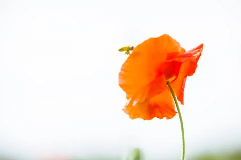 Corn poppy Stock Photos