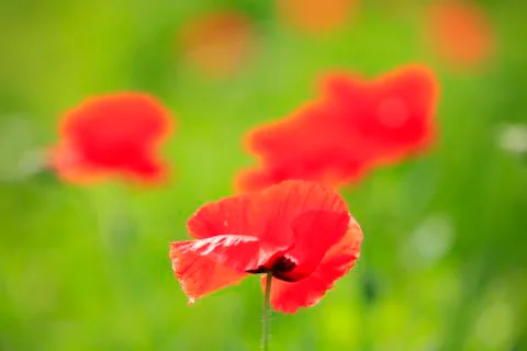 Corn poppy Stock Photos