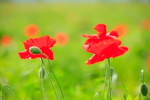 Corn poppy Stock Photos