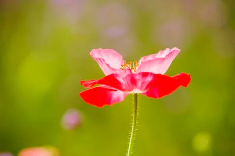 Corn poppy Stock Photos