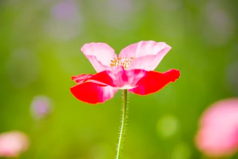 Corn poppy Stock Photos