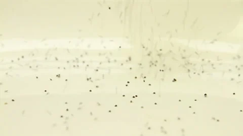 Corn poppy piled on a white background Stock Footage 49092608