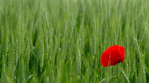 Corn poppy in wheat field Stock Footage 38978107