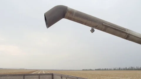 Corn pouring through the auger tube into a truck Stock Footage 73943817