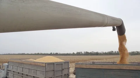 Corn pouring through the auger tube into a truck Stock Footage 82287779